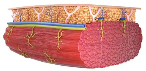 Diagram of fat and muscle tissue layers targeted by EMSculpt NEO.